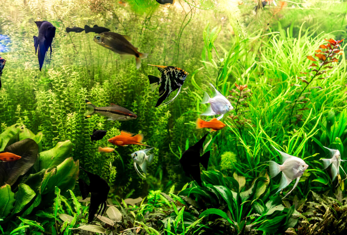 Clear Water Worlds: Optimal Water Parameters for Your Freshwater Aquarium